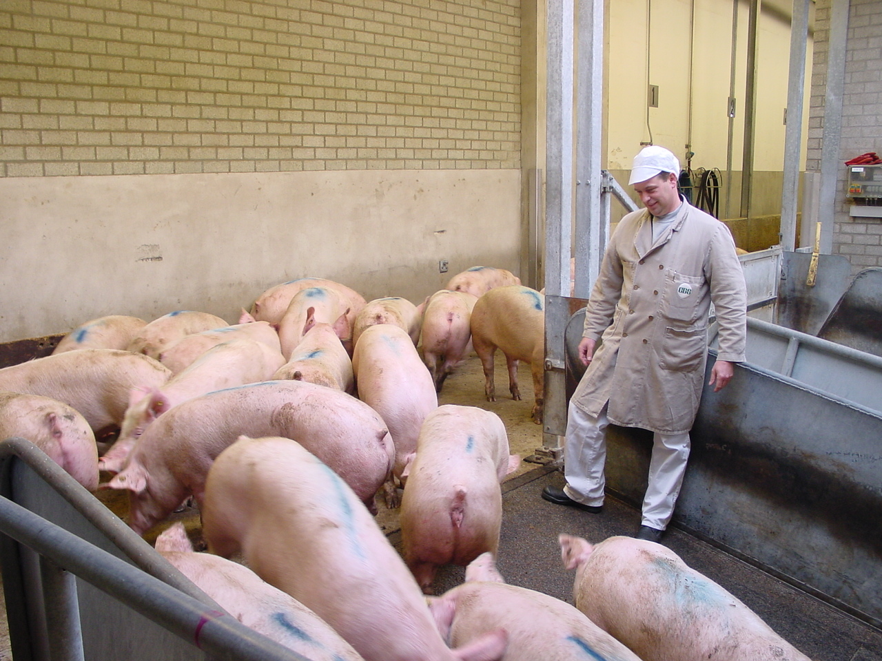 Pracownik w białym stroju ochronnym stoi przy grupie świń w kojcu hodowlanym. Zwierzęta mają na grzbietach niebieskie oznaczenia.