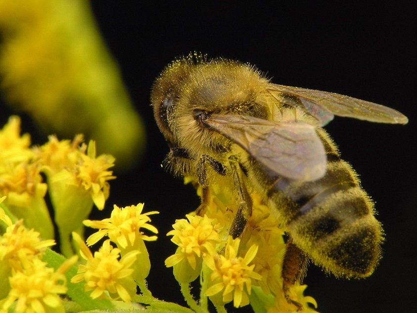 Pszczoła Bioróżnorodność 