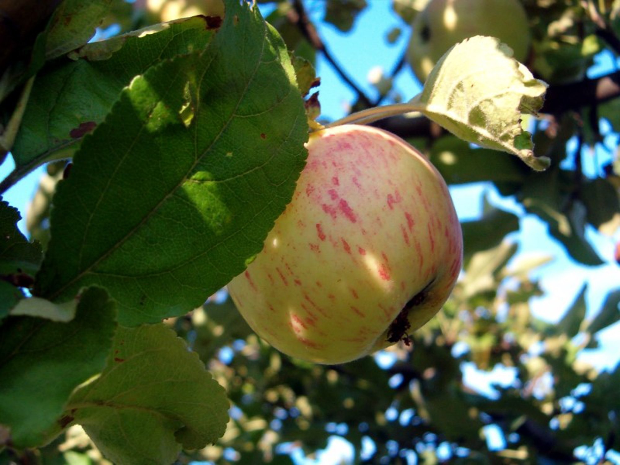 manzana en el arbol