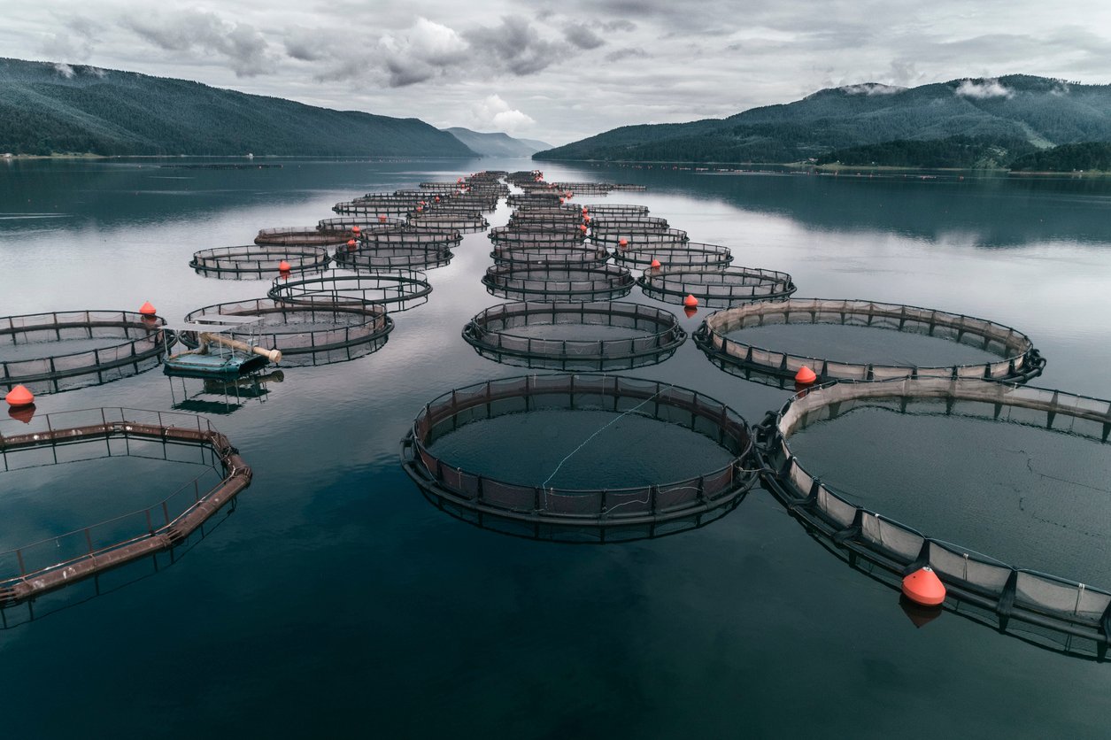 Aerial view over a large fish farm with lots of fish enclosures