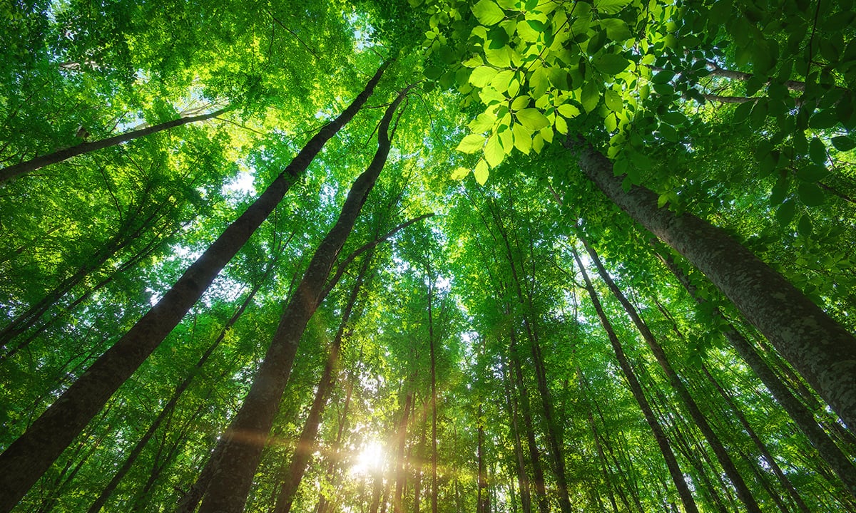Lövskog med solstrålar som tränger igenom trädtopparna, grönskande sommarlandskap.